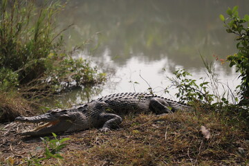 A huge angry looking crocodile beside a river in the largest mangrove forest Sundarbans in Bangladesh