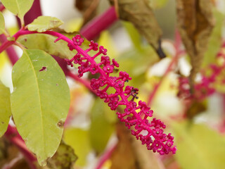 Rötlich Beeren in grape von Phytolacca americana oder Kermesbeere