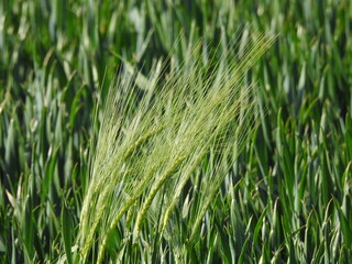 Ears developed above others in the field