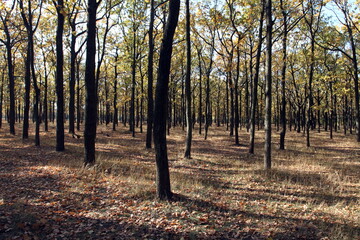 rows of oaks on an autumn day