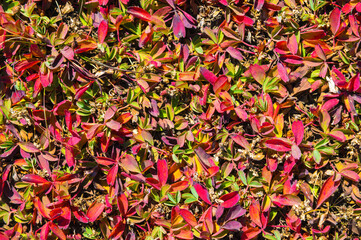 Close-up of green-red leaves of alpine grass. Natural ecological background