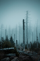 View into a foggy and mystic forest with dead straight pine tree silhouettes in the mist. Moody...