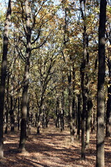 Fototapeta premium rows of oaks on an autumn day