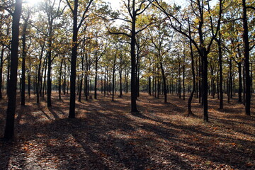 rows of oaks on an autumn day