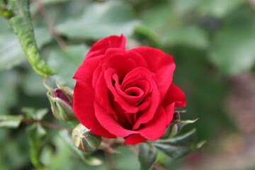 rote Rose