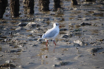 Möwe im Watt