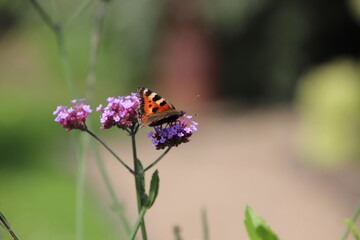 Schmetterling