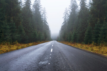 Obraz premium Road in the foggy autumn forest. Landscape of empty roadway, tall trees and fog in the mountains.