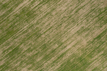 Aerial view of agricultural fields with green plants.
