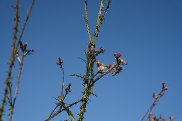 Distel mit Blüte und Samenstand, blauer Himmel als Hintergrund