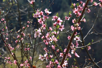 pink flowers in the garden