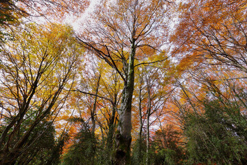 Gorgeous autumn forest in Tena Valley, Huesca province, Spain
