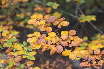 Closeup of beech tree branches covered in colorful leaves in a forest in autumn