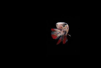 Small Beautiful Candy Betta fish, at Black background