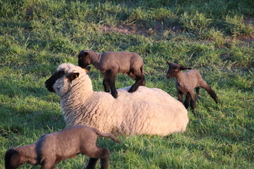 Schaf mit Lämmern