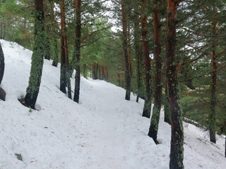 Snowy forest