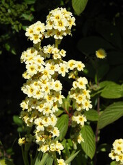 Flowers in yellow petals on long stems