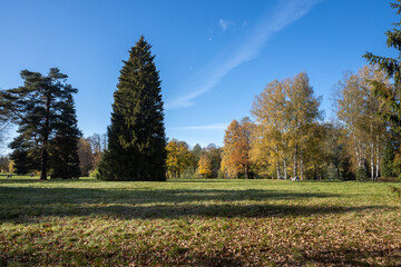 Plakat View of trees of different species in the park. Yellow leaves cover both the meadow and the trees in the distance.