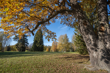 An old oak branch is directed towards the trees in the background of the park. Zokotaya autumn in Pavlovsk.