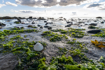 Shell on the North Sea