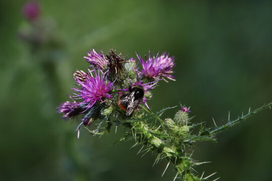 Distel mit Erdbiene