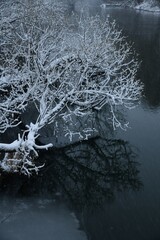 Snow covered branches like horns above the water