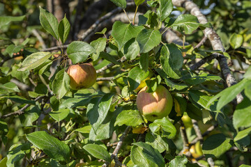 Two ripe apples hang from a tree among the foliage on a sunny day.