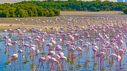 Colorful flock of pink flamingos in wild nature near the city. Pink and black wings. Birds in...