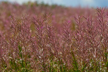 Schmalblättriges Weidenröschen (Epilobium angustifolium)	