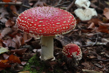 Fliegenpilze
