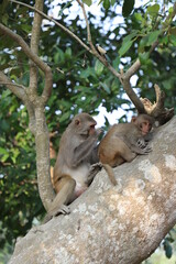 Mother monkey scratching the back of her child monkey on a tree-a view from sundarbans, banbangladesh