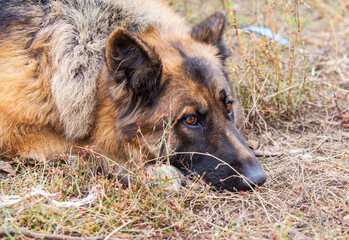 German Shepherd dog
