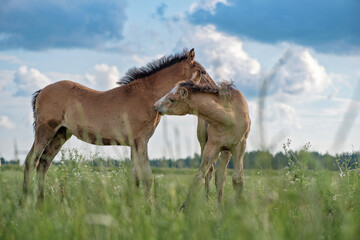 Two foals play in the pasture in summer.