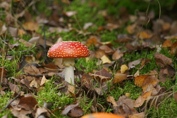 Wald Szene mit wild wachsendem rot weißem Fliegenpilz im Herbst