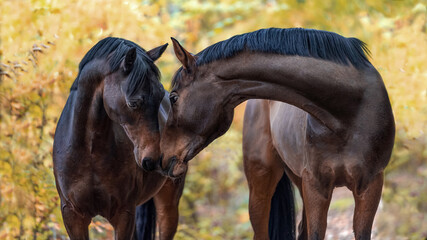 Pferdeliebe sanft und vertrauensvoll. Zwei braune Pferde Nase an Nase beschnuppern sich vor...