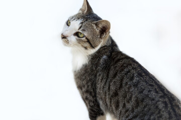 portrait of a Beautiful feline cat on white background.
