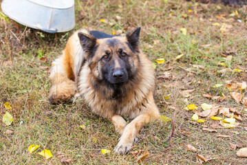 German Shepherd dog