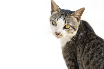 portrait of a Beautiful feline cat on white background.