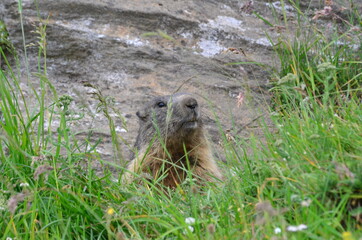 Marmot in the Mont-Cenis, France