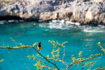 orange black bird on a branch on Curacao - obrazy, fototapety, plakaty