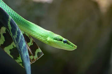 Serpent ratier des Mangroves