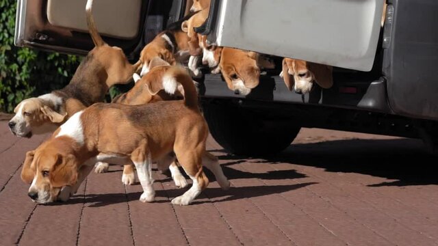 Large pack of beagles hauled out of trunk of minibus. Hunting dogs on walk. Breeder nursery concept. slow moving.