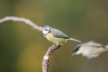 blue tit