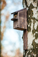 Wooden starling house on the tree