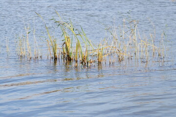 reeds in the water