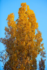 Golden crown of an autumn tree against the sky