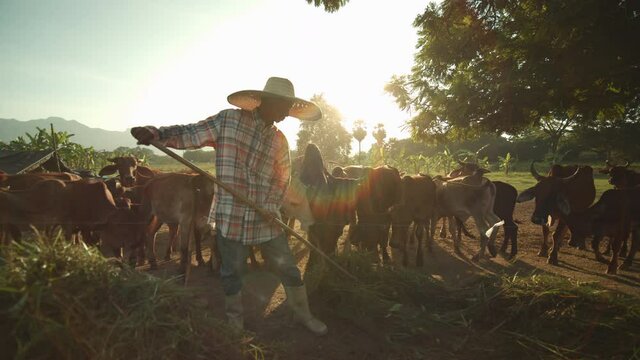 Slow motion of a rural Asian farmer uses a rake of fresh grass for his cows in the evening when the sun is setting with light passing through him.