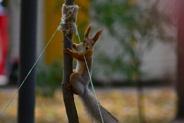 
the squirrel climbs up a thin tree and looks around along the