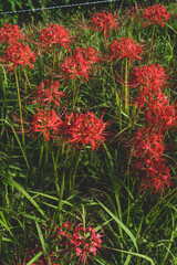 日本の綺麗な彼岸花