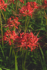 日本の綺麗な彼岸花